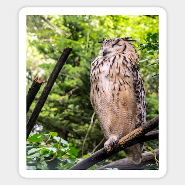 Indian eagle-owl Sticker by lena-maximova